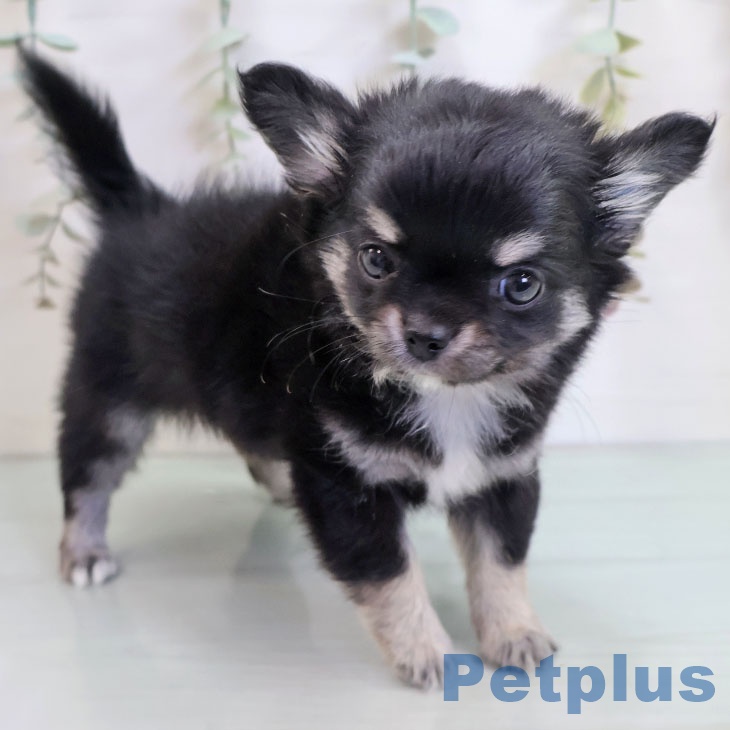 福岡県のチワワ(ロング) (ペットプラス 福岡店/2025年10月11日生まれ/女の子/ブラックタン)の子犬の2枚目の画像