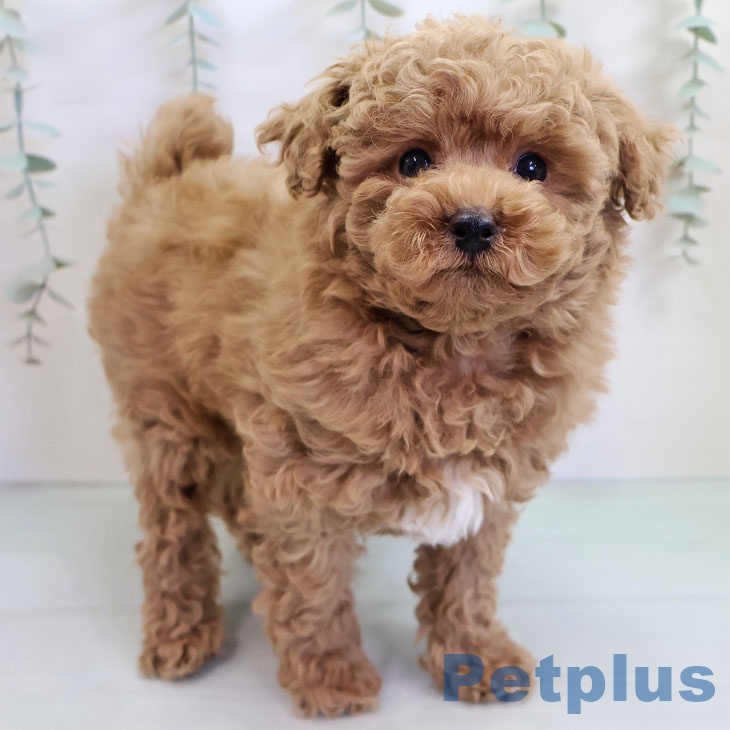 長崎県のトイプードル(トイ) (ペットプラス 長崎店/2025年10月15日生まれ/男の子/アプリコット)の子犬の1枚目の画像