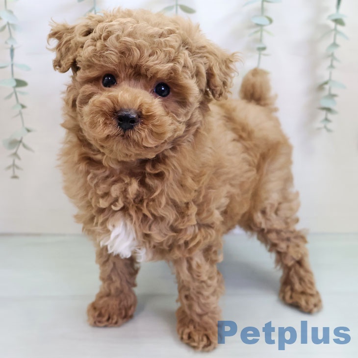 長崎県のトイプードル(トイ) (ペットプラス 長崎店/2025年10月15日生まれ/男の子/アプリコット)の子犬の2枚目の画像