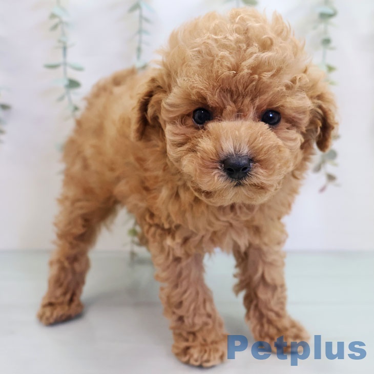 福岡県のトイプードル(トイ) (ペットプラス MARK IS 福岡ももち店/2025年10月15日生まれ/男の子/アプリコット)の子犬の1枚目の画像