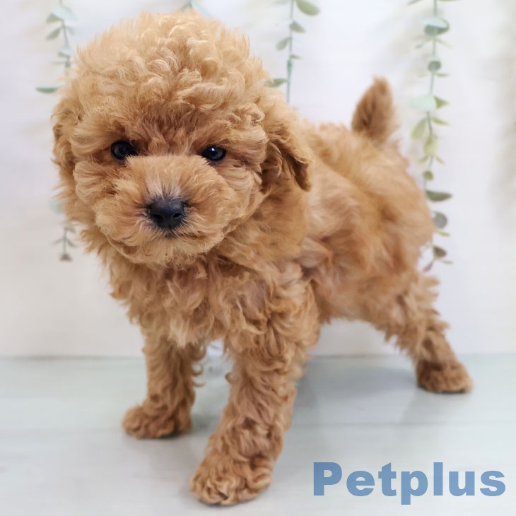 福岡県のトイプードル(トイ) (ペットプラス MARK IS 福岡ももち店/2025年10月15日生まれ/男の子/アプリコット)の子犬の2枚目の画像