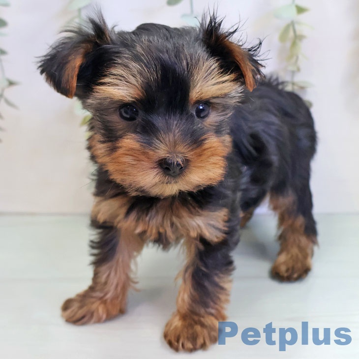 福岡県のヨークシャーテリア (ペットプラス 春日店/2025年10月13日生まれ/男の子/スチールブルータン)の子犬の1枚目の画像