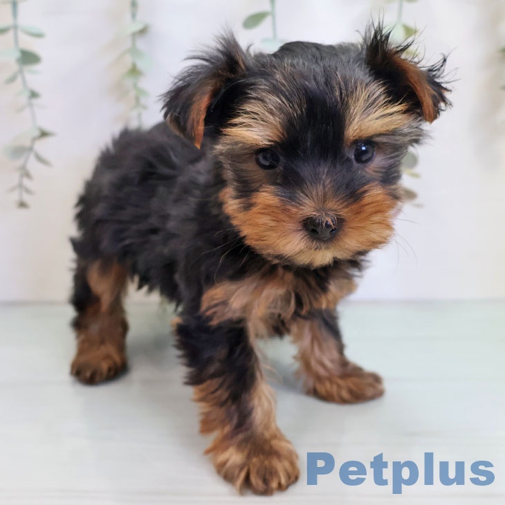 福岡県のヨークシャーテリア (ペットプラス 春日店/2025年10月13日生まれ/男の子/スチールブルータン)の子犬の2枚目の画像