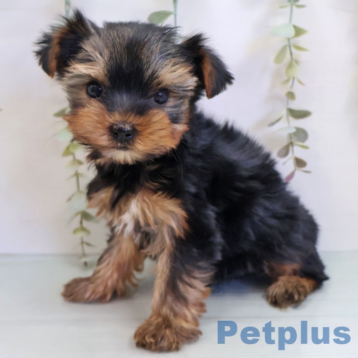 長崎県のヨークシャーテリア (ペットプラス 長崎店/2025年10月13日生まれ/男の子/スチールブルータン)の子犬の1枚目の画像