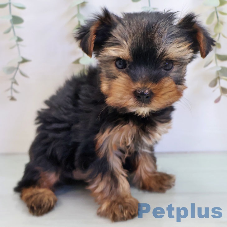 長崎県のヨークシャーテリア (ペットプラス 長崎店/2025年10月13日生まれ/男の子/スチールブルータン)の子犬の2枚目の画像