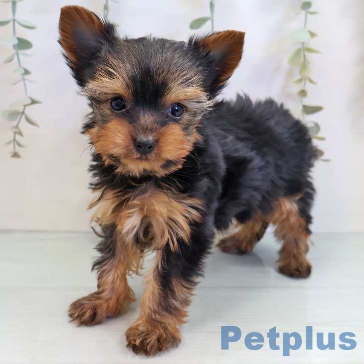 福岡県のヨークシャーテリア (ペットプラス 福岡店/2025年10月13日生まれ/男の子/スチールブルータン)の子犬の1枚目の画像