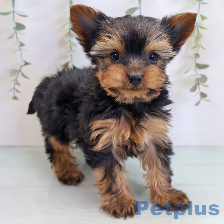 福岡県のヨークシャーテリア (ペットプラス 福岡店/2025年10月13日生まれ/男の子/スチールブルータン)の子犬の2枚目の画像