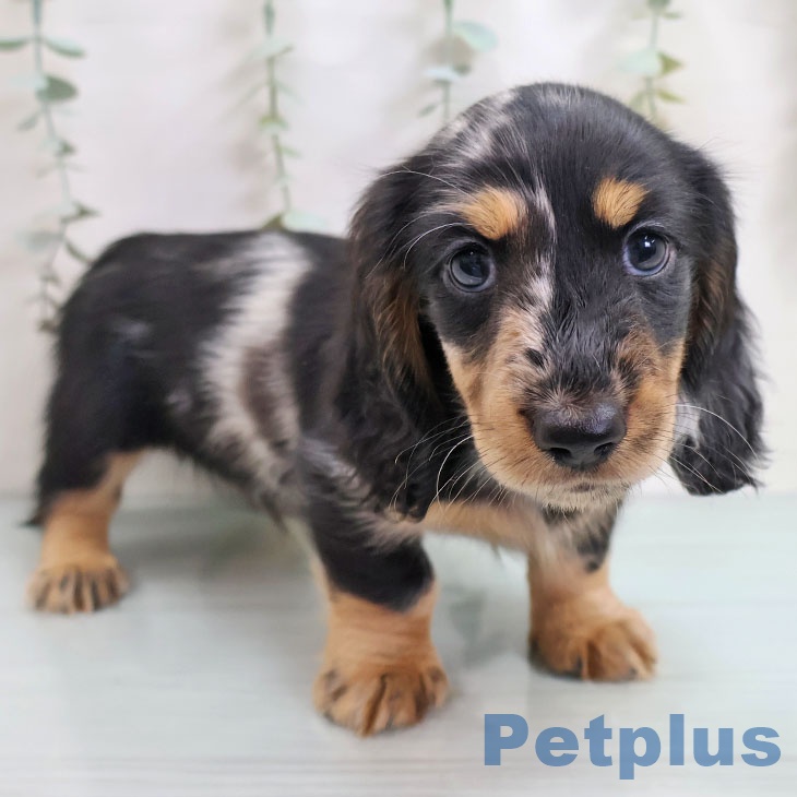 福岡県のミニチュアダックスフンド(ロング) (ペットプラス 福岡伊都店/2025年10月11日生まれ/男の子/シルバーダップル)の子犬の1枚目の画像
