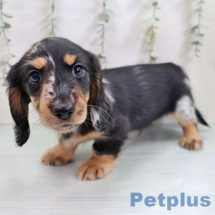 福岡県のミニチュアダックスフンド(ロング) (ペットプラス 福岡伊都店/2025年10月11日生まれ/男の子/シルバーダップル)の子犬の2枚目の画像