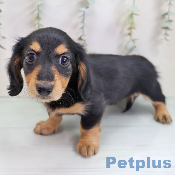 福岡県のミニチュアダックスフンド(ロング) (ペットプラス 福岡伊都店/2025年10月11日生まれ/女の子/ブラックタン)の子犬の2枚目の画像