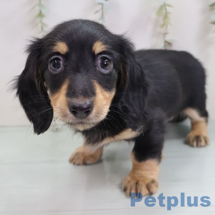 福岡県のミニチュアダックスフンド(ロング) (ペットプラス MARK IS 福岡ももち店/2025年10月11日生まれ/女の子/ブラックタン)の子犬の1枚目の画像