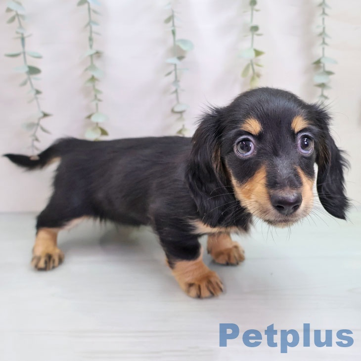 福岡県のミニチュアダックスフンド(ロング) (ペットプラス MARK IS 福岡ももち店/2025年10月11日生まれ/女の子/ブラックタン)の子犬の2枚目の画像