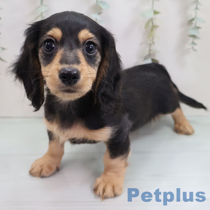 福岡県のカニンヘンダックスフンド(ロング) (ペットプラス 小倉南店/2025年10月11日生まれ/男の子/ブラックタン)の子犬の1枚目の画像