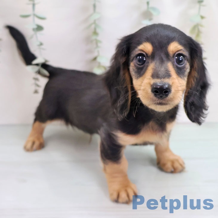 福岡県のカニンヘンダックスフンド(ロング) (ペットプラス 小倉南店/2025年10月11日生まれ/男の子/ブラックタン)の子犬の2枚目の画像