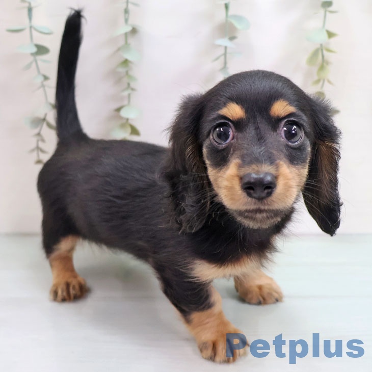 宮崎県のカニンヘンダックスフンド(ロング) (ペットプラス 宮崎店/2025年10月11日生まれ/女の子/ブラックタン)の子犬の1枚目の画像