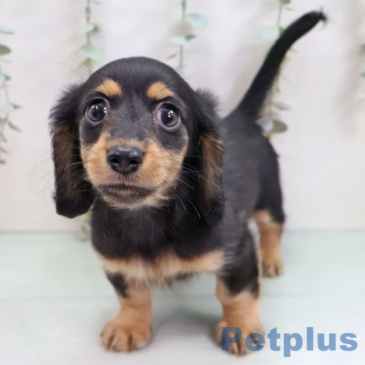 宮崎県のカニンヘンダックスフンド(ロング) (ペットプラス 宮崎店/2025年10月11日生まれ/女の子/ブラックタン)の子犬の2枚目の画像