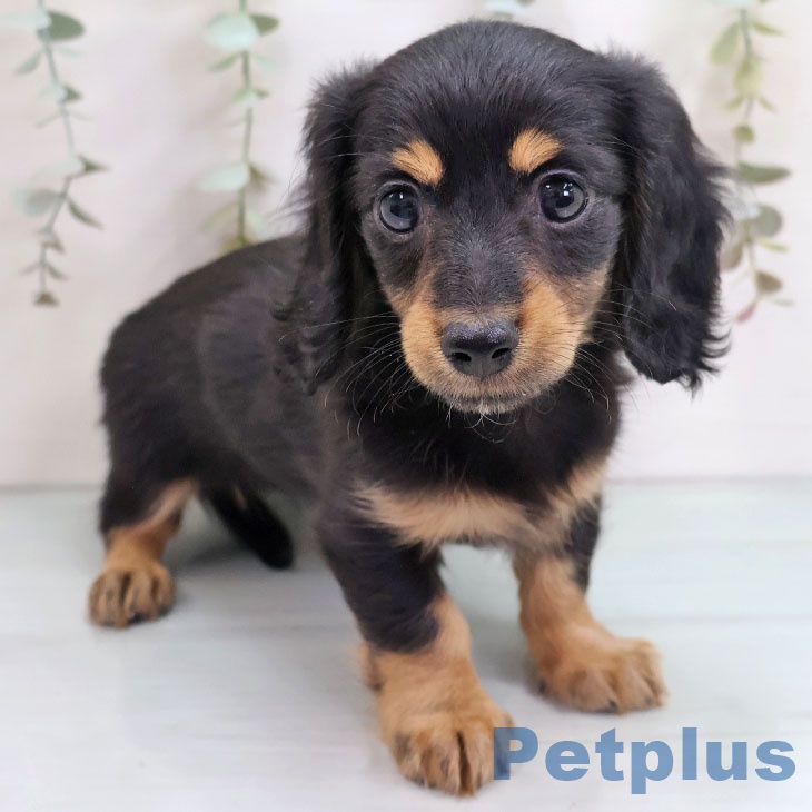 沖縄県のカニンヘンダックスフンド(ロング) (ペットプラス 沖縄ライカム店/2025年10月11日生まれ/女の子/ブラックタン)の子犬の1枚目の画像