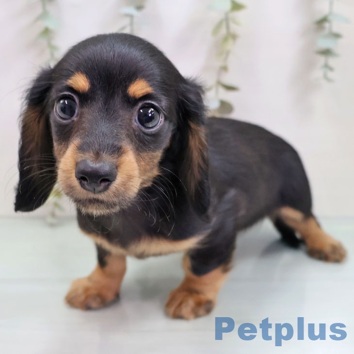 カニーンヘン・ダックスフンド