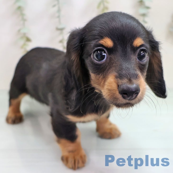 カニーンヘン・ダックスフンドの写真2