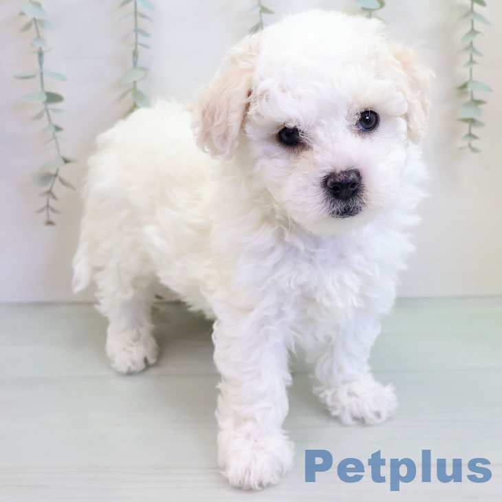 千葉県のビションフリーゼ (ペットプラス 柏店/2025年10月15日生まれ/男の子/ホワイト)の子犬の1枚目の画像