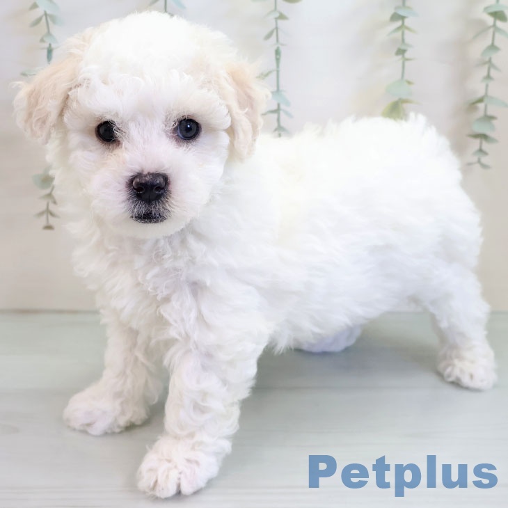 千葉県のビションフリーゼ (ペットプラス 柏店/2025年10月15日生まれ/男の子/ホワイト)の子犬の2枚目の画像