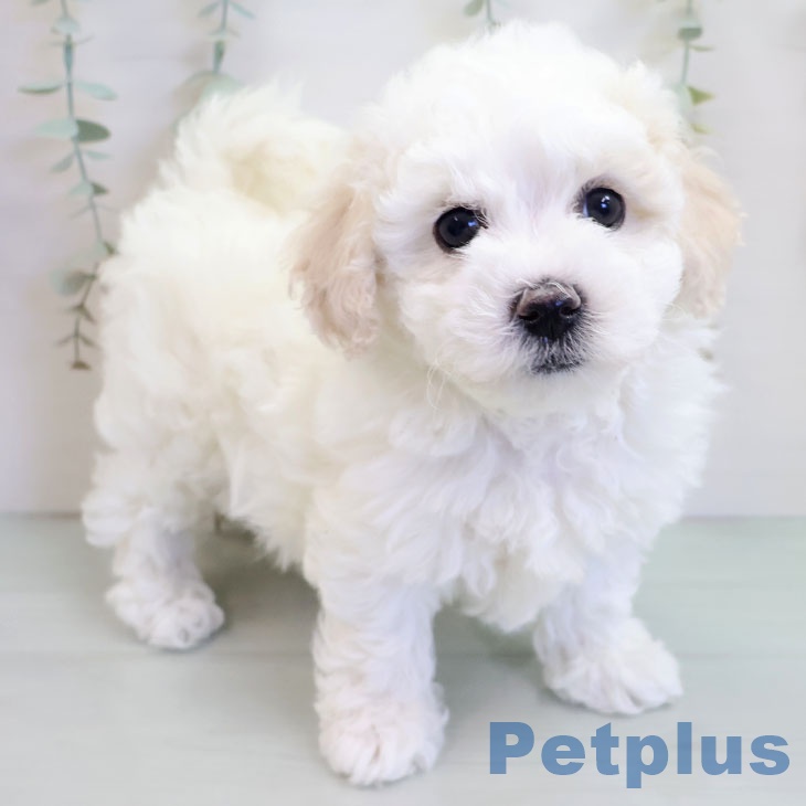 ビション・フリーゼ