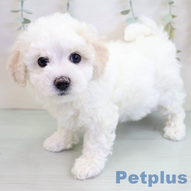 ビション・フリーゼ