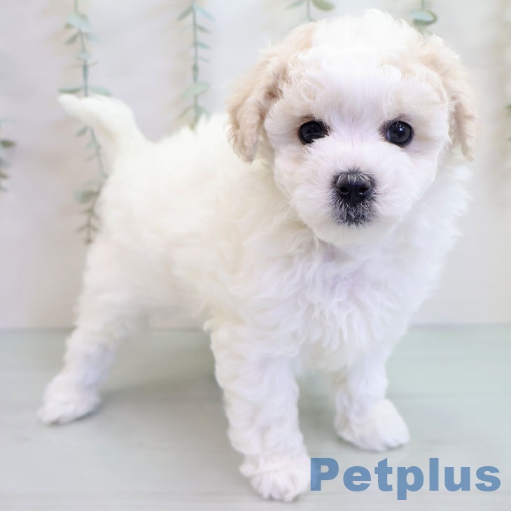 福岡県のビションフリーゼ (ペットプラス 春日店/2025年10月15日生まれ/女の子/ホワイト)の子犬の1枚目の画像