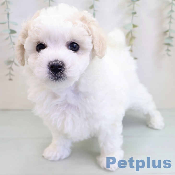 福岡県のビションフリーゼ (ペットプラス 春日店/2025年10月15日生まれ/女の子/ホワイト)の子犬の2枚目の画像