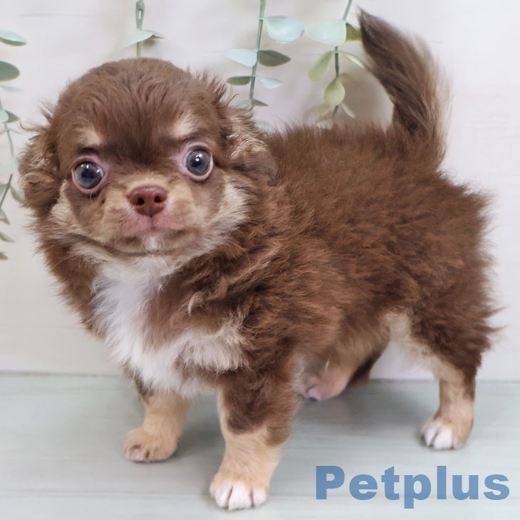 鹿児島県のチワワ(ロング) (ペットプラス 姶良店/2025年10月14日生まれ/男の子/チョコレートタン)の子犬の1枚目の画像