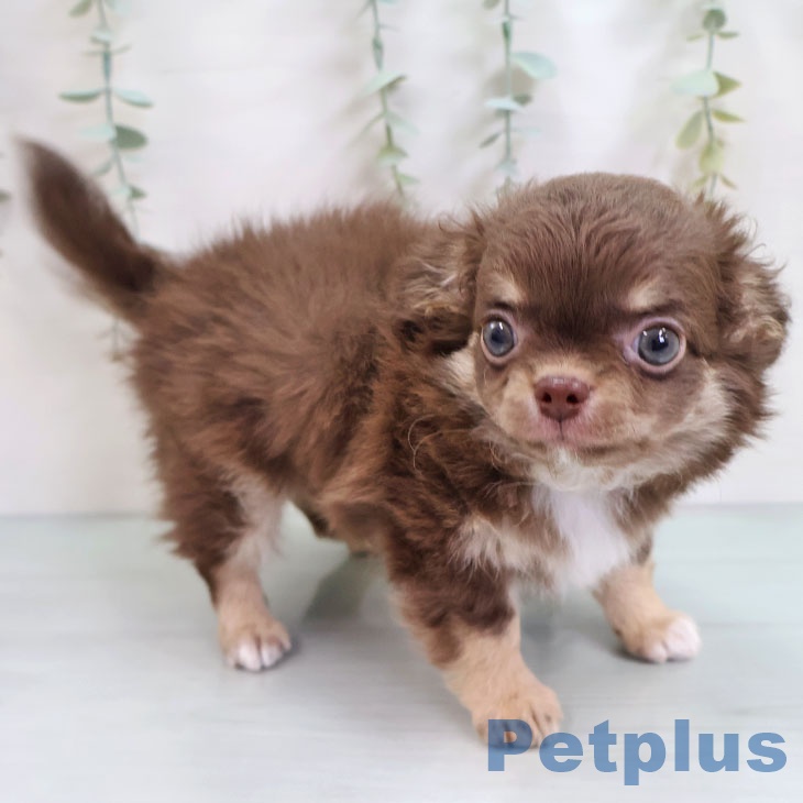 鹿児島県のチワワ(ロング) (ペットプラス 姶良店/2025年10月14日生まれ/男の子/チョコレートタン)の子犬の2枚目の画像