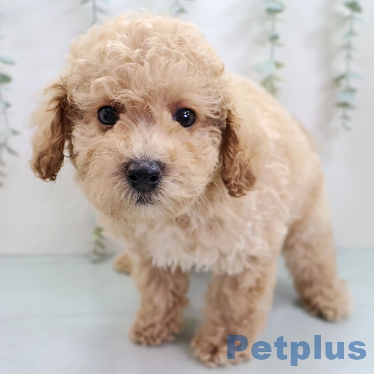 福岡県のトイプードル(トイ) (ペットプラス 八幡東店/2025年10月14日生まれ/男の子/クリーム)の子犬の1枚目の画像