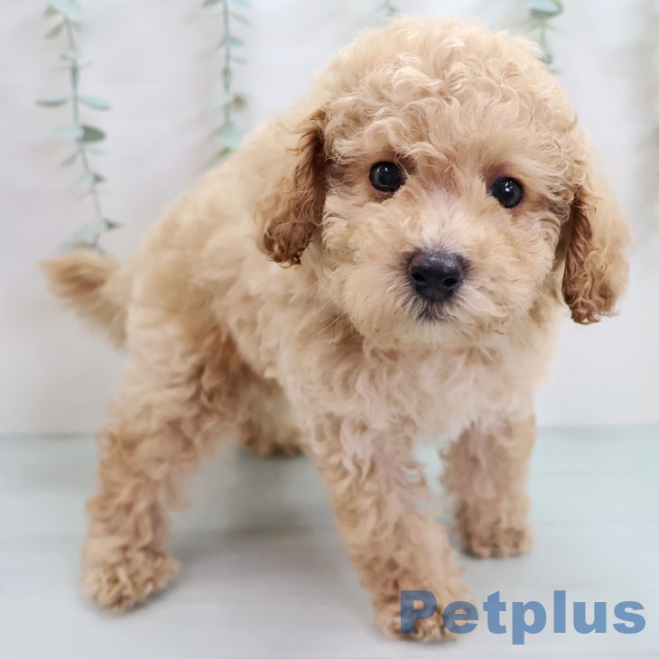 福岡県のトイプードル(トイ) (ペットプラス 八幡東店/2025年10月14日生まれ/男の子/クリーム)の子犬の2枚目の画像
