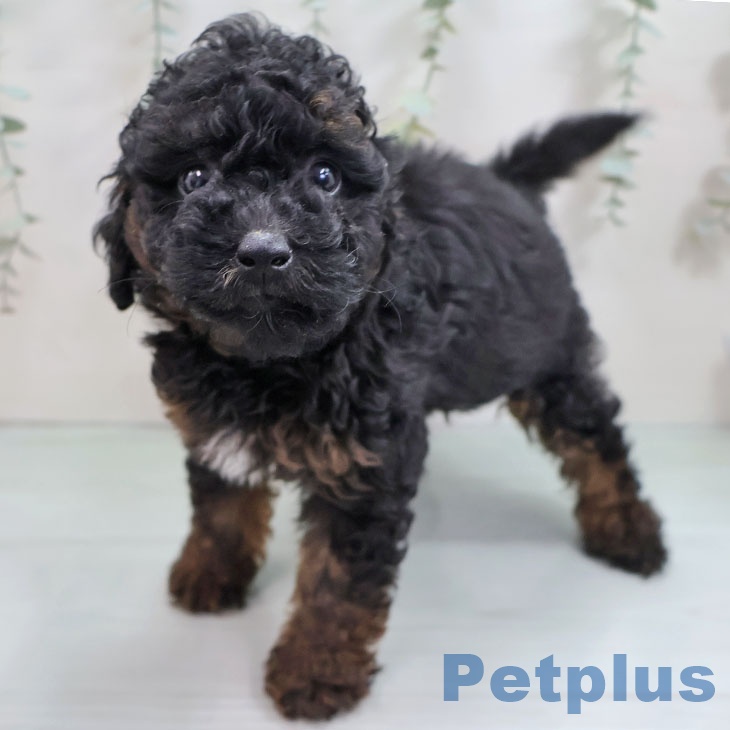 トイ・プードル