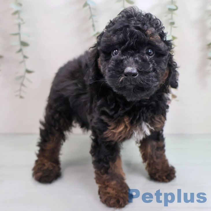 トイ・プードル