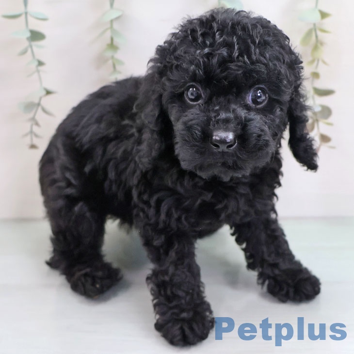 長崎県のトイプードル(トイ) (ペットプラス 長崎店/2025年10月14日生まれ/女の子/ブラック)の子犬の1枚目の画像