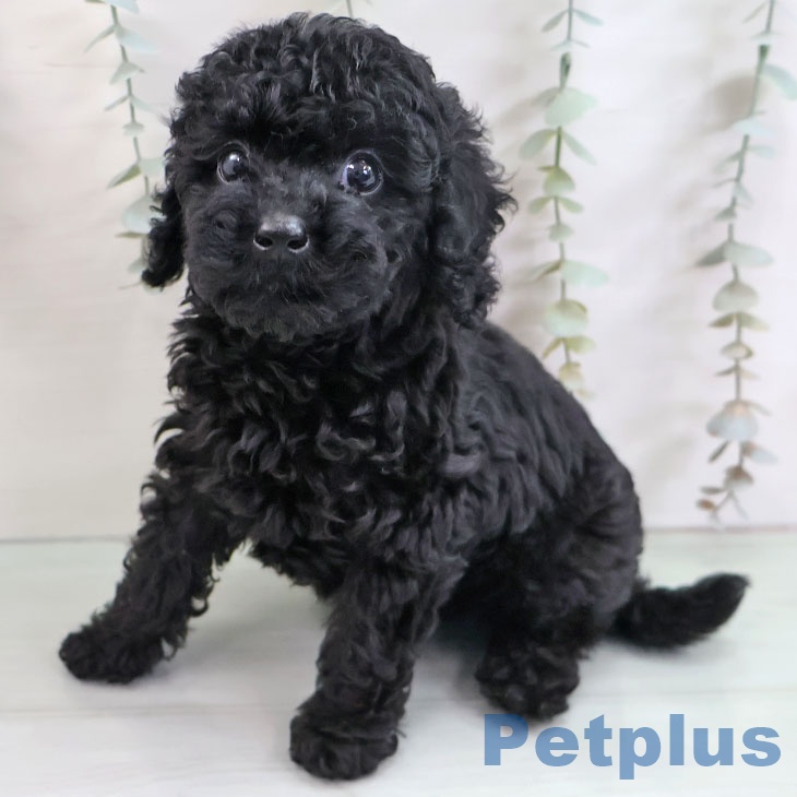 長崎県のトイプードル(トイ) (ペットプラス 長崎店/2025年10月14日生まれ/女の子/ブラック)の子犬の2枚目の画像