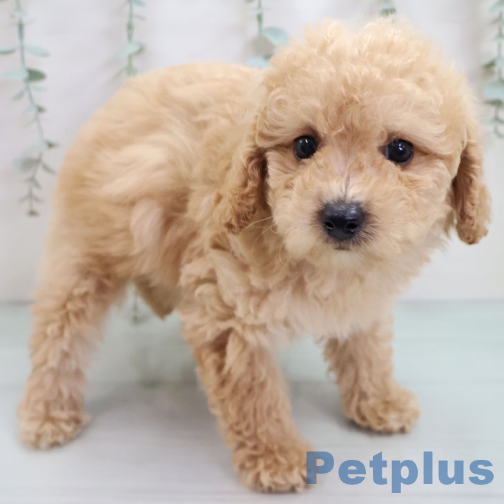 鹿児島県のトイプードル(トイ) (ペットプラス 姶良店/2025年10月14日生まれ/女の子/クリーム)の子犬の1枚目の画像