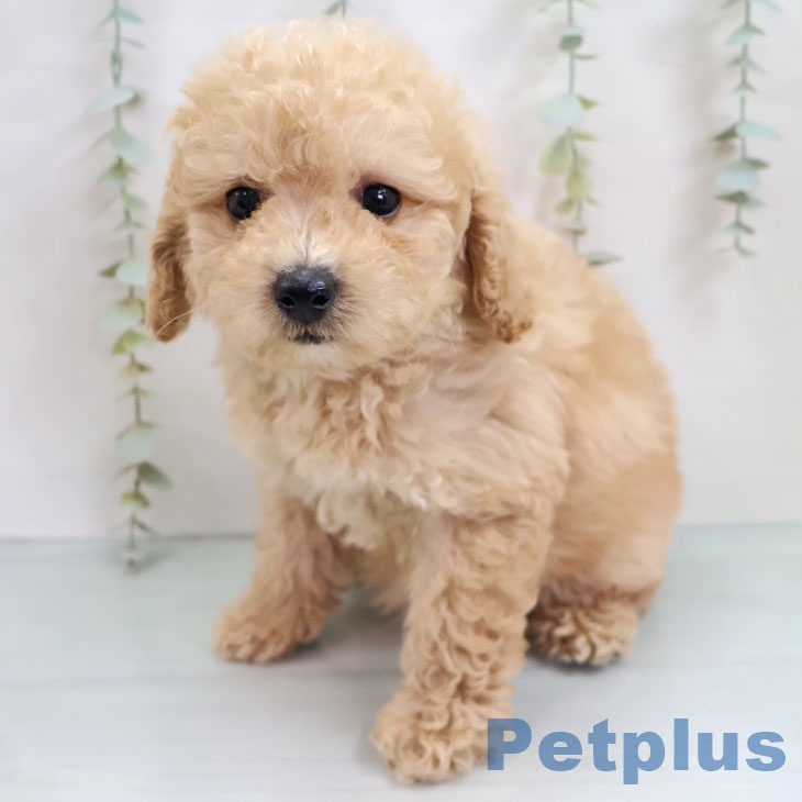鹿児島県のトイプードル(トイ) (ペットプラス 姶良店/2025年10月14日生まれ/女の子/クリーム)の子犬の2枚目の画像