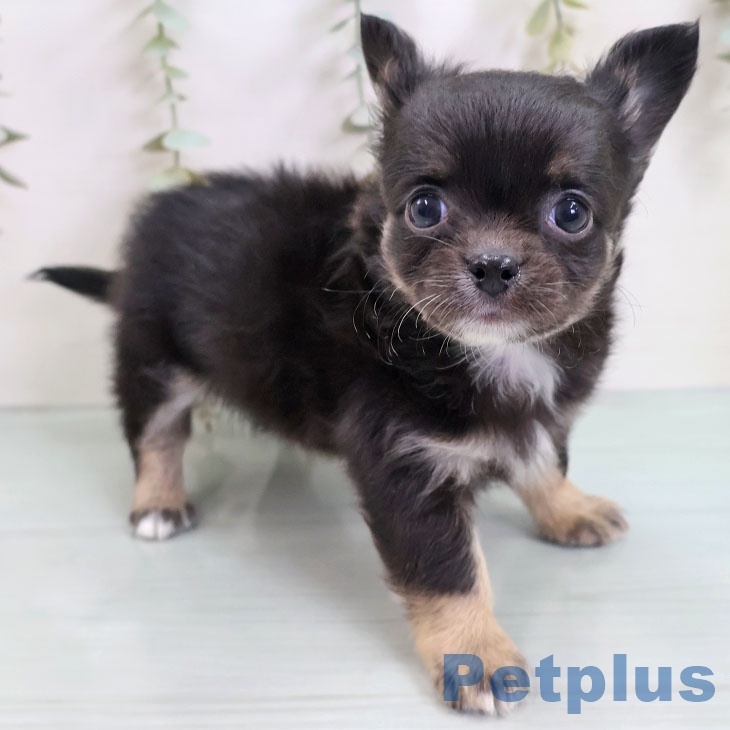 福岡県のチワワ(ロング) (ペットプラス 八幡東店/2025年10月14日生まれ/男の子/ブラックタンホワイト)の子犬の1枚目の画像