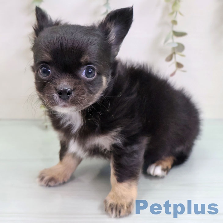 福岡県のチワワ(ロング) (ペットプラス 八幡東店/2025年10月14日生まれ/男の子/ブラックタンホワイト)の子犬の2枚目の画像