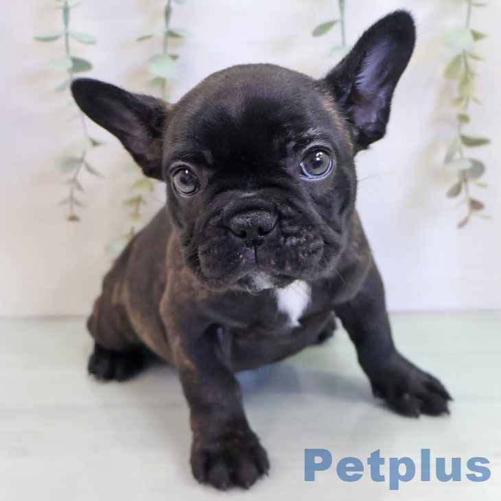 福岡県のフレンチブルドッグ (ペットプラス 八幡東店/2025年10月10日生まれ/女の子/ブリンドル)の子犬の1枚目の画像