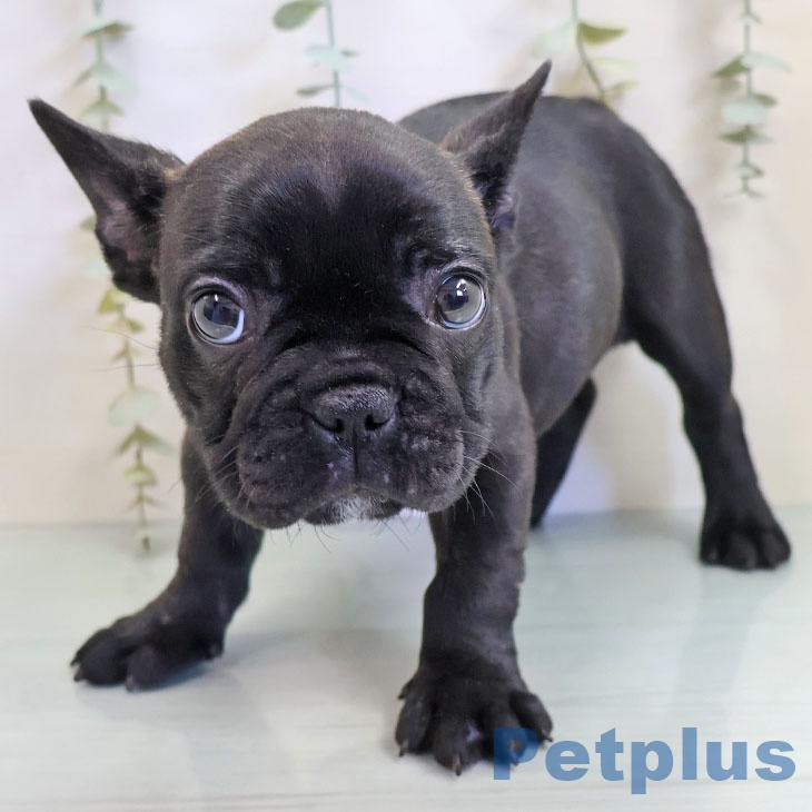 福岡県のフレンチブルドッグ (ペットプラス 八幡東店/2025年10月10日生まれ/女の子/ブリンドル)の子犬の2枚目の画像