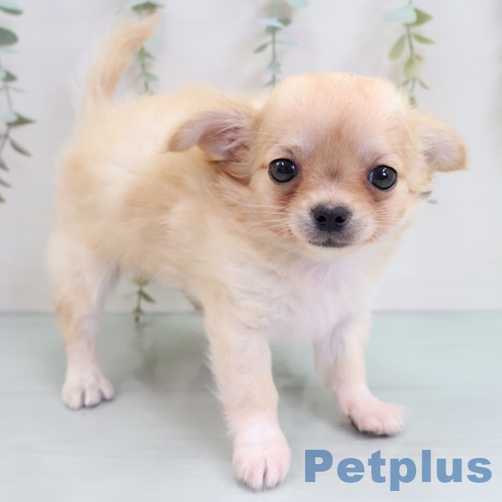 沖縄県のチワワ(ロング) (ペットプラス 南風原店/2025年10月14日生まれ/女の子/クリームホワイト)の子犬の1枚目の画像