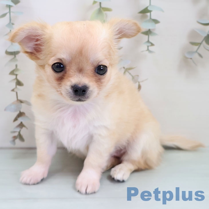 沖縄県のチワワ(ロング) (ペットプラス 南風原店/2025年10月14日生まれ/女の子/クリームホワイト)の子犬の2枚目の画像