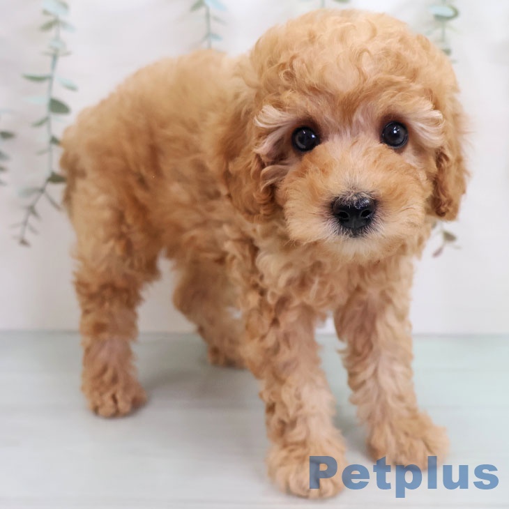 鹿児島県のトイプードル(トイ) (ペットプラス 姶良店/2025年10月15日生まれ/男の子/アプリコット)の子犬の1枚目の画像