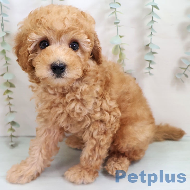 鹿児島県のトイプードル(トイ) (ペットプラス 姶良店/2025年10月15日生まれ/男の子/アプリコット)の子犬の2枚目の画像
