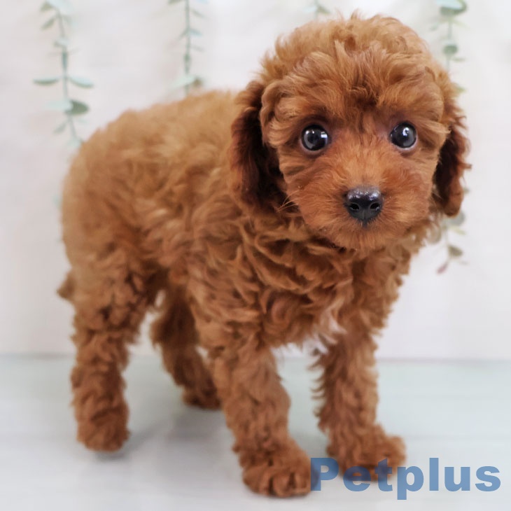 熊本県のトイプードル(トイ) (ペットプラス 熊本店/2025年10月15日生まれ/男の子/レッド)の子犬の1枚目の画像
