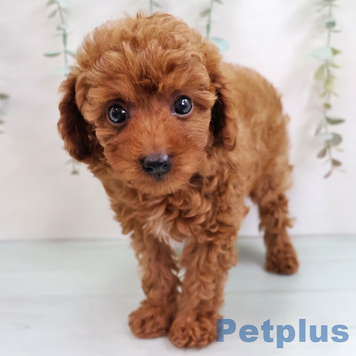 熊本県のトイプードル(トイ) (ペットプラス 熊本店/2025年10月15日生まれ/男の子/レッド)の子犬の2枚目の画像