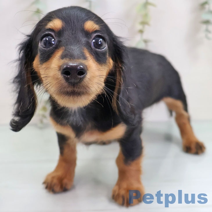 茨城県のミニチュアダックスフンド(ロング) (ペッツワン つくば店/2025年10月12日生まれ/女の子/ブラックタン)の子犬の1枚目の画像